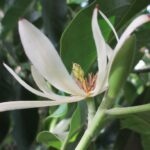 Ilustrasi bunga cempaka putih, merah, ungu, dan kuning yang bermanfaat untuk kesehatan tubuh