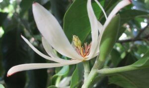 Ilustrasi bunga cempaka putih, merah, ungu, dan kuning yang bermanfaat untuk kesehatan tubuh