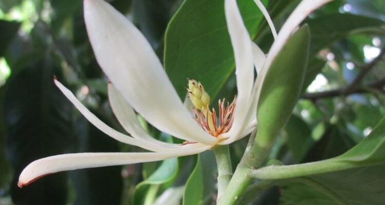 Ilustrasi bunga cempaka putih, merah, ungu, dan kuning yang bermanfaat untuk kesehatan tubuh