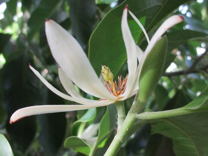 Ilustrasi bunga cempaka putih, merah, ungu, dan kuning yang bermanfaat untuk kesehatan tubuh